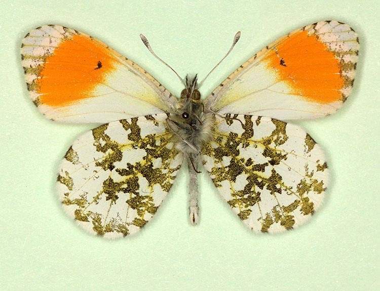 Anthocharis cardamines male (aberrant form nov, verso) (Internet Image property of respective owner, non-commercial use only)